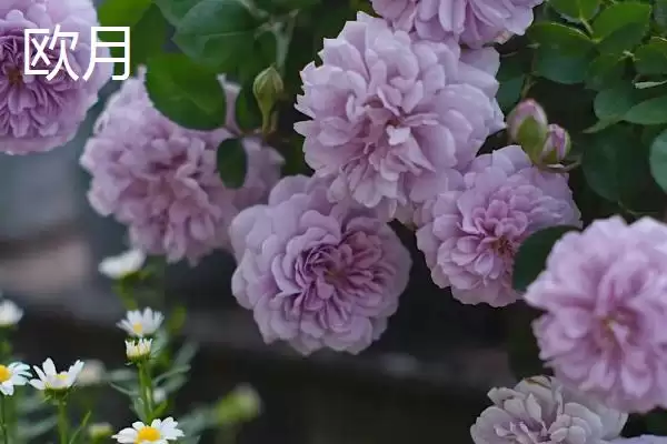图片[4]-大花月季树的批发价格受地区、时间和季节影响，具体是如何影响的？如何选择合适时机购买？-会东网