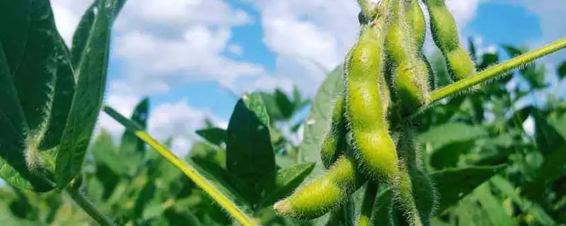 桂春豆112大豆种子,在适宜密度范围内种植有哪些好处?-会东网