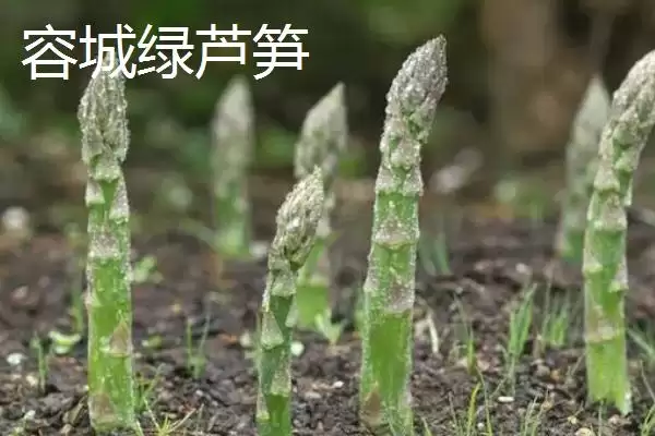 图片[2]-河北容城县的容城绿芦笋、白肉火烧等特产，有哪些独特的风味和价值？-会东网