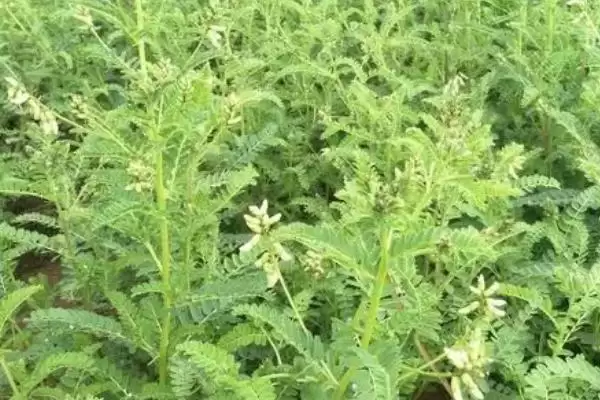 图片[4]-黄芪每年6-8月开花，花期的养护要点有哪些？-会东网