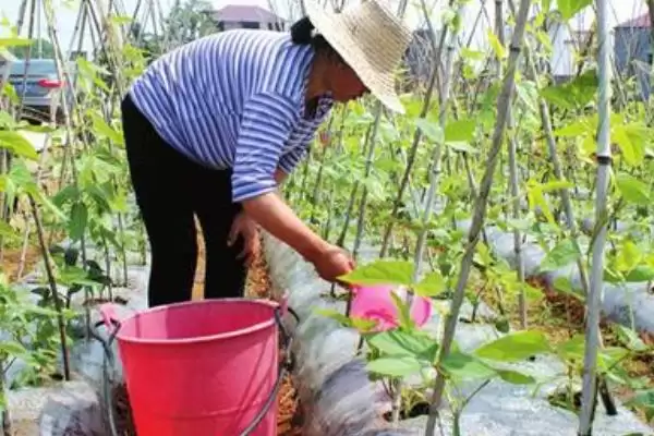 图片[5]-豆角苗期湿度过大或肥料过浓为何会导致死苗？如何避免这种情况发生？-会东网