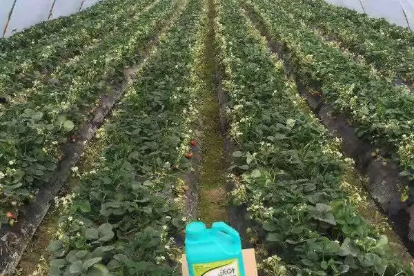 图片[5]-草莓选择PH值呈弱酸性或中性的土壤为佳，这与草莓的生长习性有什么关系？草莓种植管理技术还有哪些要点？-会东网