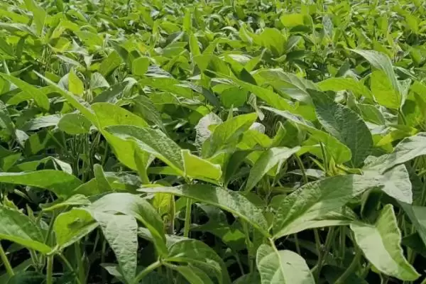 图片[4]-大豆种植中科学中耕有什么作用？大豆的种植注意事项还有哪些方面？-会东网
