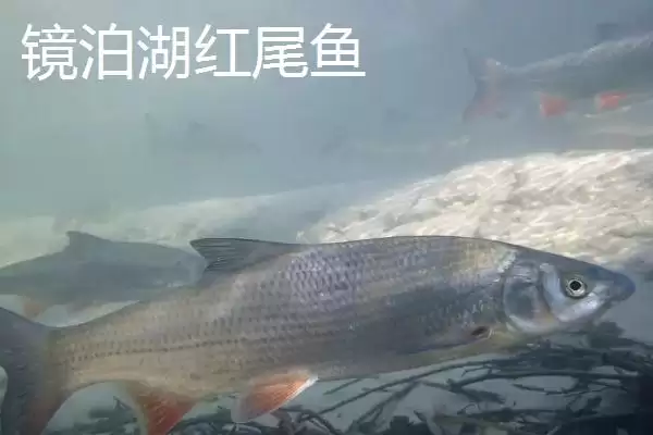 图片[15]-黑龙江省依安县的依安紫花油豆角、依安甜菜等特产，是如何培育出特色的？-会东网