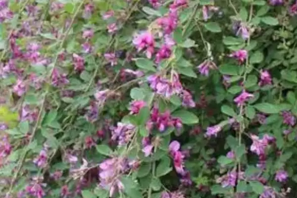 图片[3]-胡枝子7-8月开花，花期的观赏价值和生态价值有哪些？-会东网