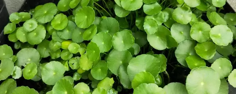 金钱草常见的过路黄、连钱草和广金钱草等，有何区别？-会东网