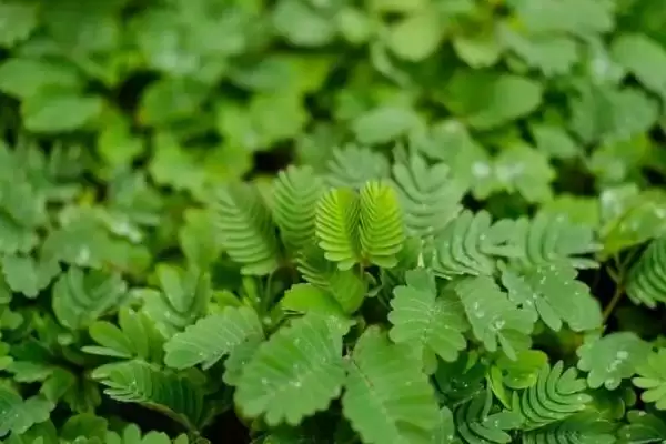 图片[7]-含羞草受到刺激叶片皱缩合拢，这一神奇现象的原理是什么？-会东网