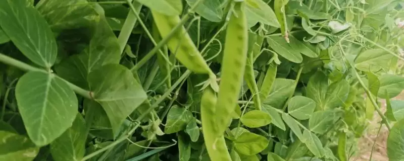 荷兰豆播种前保持土壤湿润性为什么如此重要？种植方法还有哪些要点？-会东网