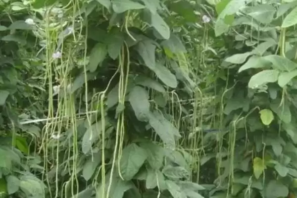 图片[2]-豆角和豇豆为何是同一种作物？它们在不同地区的称呼和种植习惯有何差异？-会东网