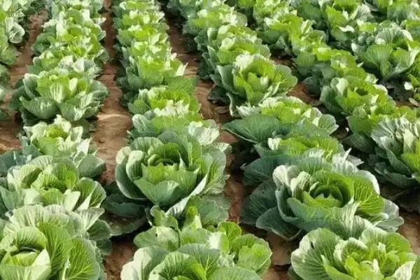 图片[11]-夏播甘蓝选在7月下旬左右种植，这与甘蓝的生长习性有何关系？甘蓝的种植方法还有哪些？-会东网