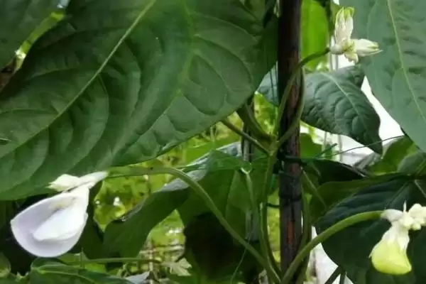 图片[4]-豆角开花期打磷酸二氢钾叶面肥，对豆角的产量和品质提升有多大作用？-会东网