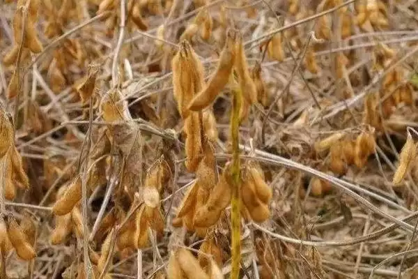 图片[2]-高肥力地块15000株的垦豆39大豆种子，还有哪些要点？-会东网