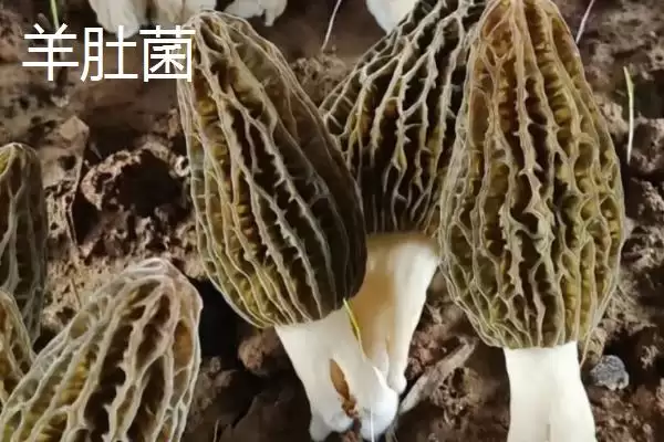 图片[11]-黑龙江牡丹江市的响水大米驰名中外，是什么造就了它的高品质？-会东网