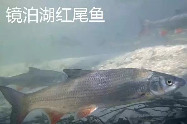 图片[9]-黑龙江牡丹江市的响水大米驰名中外，是什么造就了它的高品质？-会东网