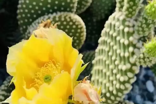 图片[3]-光棍树、仙人掌和沙柳等荒漠植物，它们是如何适应极端干旱环境的？常见的荒漠植物还有哪些？-会东网