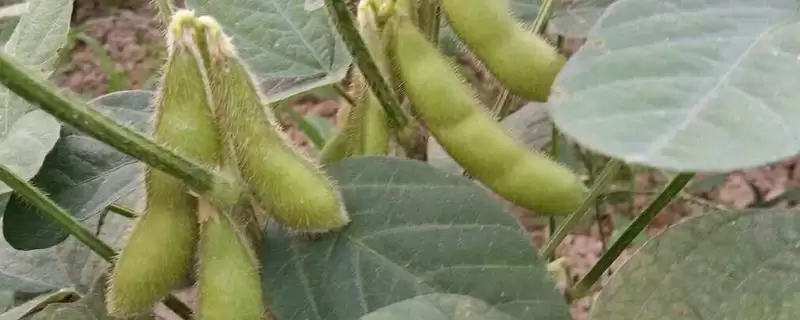 东生7号大豆种子，在适应区5月上中旬播种有什么气候和土壤优势？-会东网