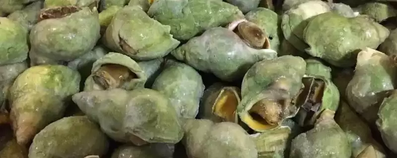 翡翠螺主产于大西洋西部海域,这片海域的环境对翡翠螺的品质有何影响?-会东网