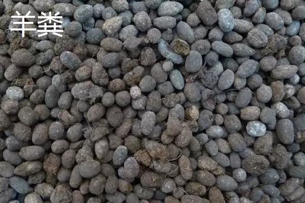 图片[3]-大棚韭菜对肥料需求不高，那应该如何科学施肥以保证产量和品质？大棚韭菜专用肥有哪些特点？-会东网