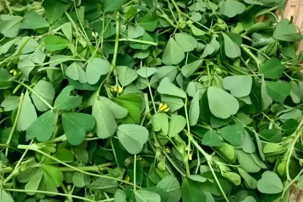 图片[2]-一二年生草本植物金花菜，还有哪些你不知道的？-会东网
