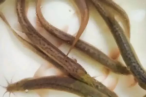 图片[3]-钓鳡鱼一般用泥鳅、白条等作为饵料，这些饵料对鳡鱼的吸引力从何而来？钓鳡鱼还有哪些技巧？-会东网
