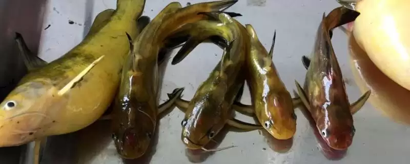 用鸡肝和鸭肠作饵料、采用底钓法钓黄颡鱼,效果究竟如何?-会东网