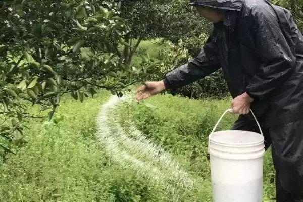 图片[2]-钙镁磷肥为何适合作基肥深施？它对土壤和作物有哪些长期影响？-会东网