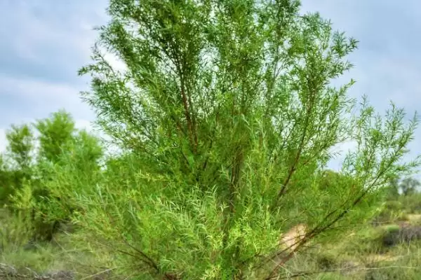图片[5]-光棍树、仙人掌和沙柳等荒漠植物，它们是如何适应极端干旱环境的？常见的荒漠植物还有哪些？-会东网
