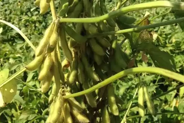 图片[2]-平均生育期107天的冀黑豆1号大豆品种，表现如何？-会东网