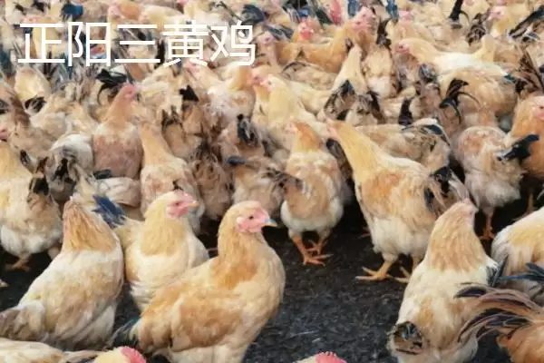 图片[3]-河南省驻马店市的平舆白芝麻、正阳三黄鸡、正阳花生等特产，是如何成为当地特色的？-会东网