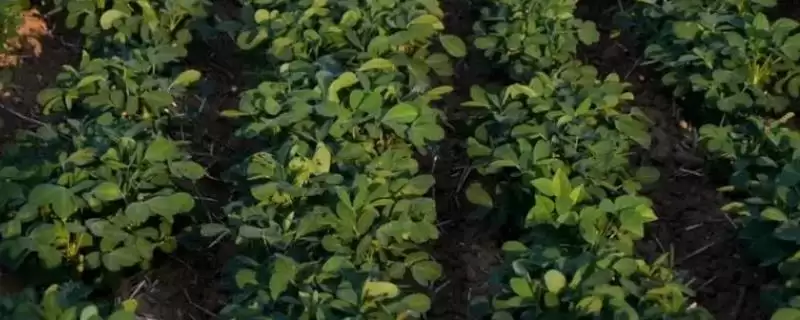我国为何能成为世界第一花生生产大国？主产地有哪些优势？-会东网