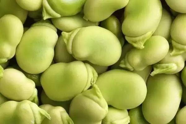 图片[3]-蚕豆在全国哪些省份广泛分布？其产地分布有何特点？-会东网