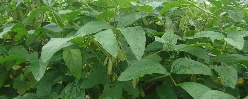 淮鲜豆10号大豆品种，中低产田或迟播增加密度的原理是什么？-会东网