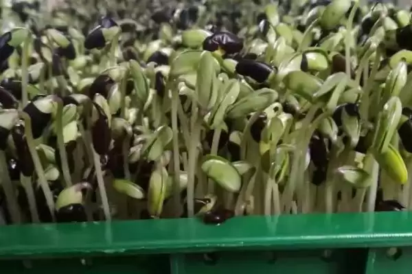 图片[2]-黑豆苗种植选择前一年打下来的种子最好，这是为什么呢？-会东网