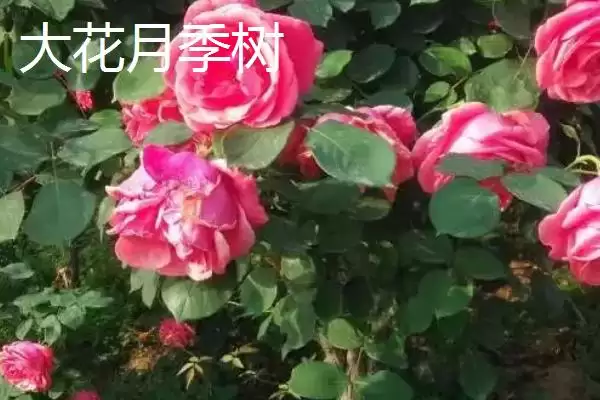 图片[3]-大花月季树的批发价格受地区、时间和季节影响，具体是如何影响的？如何选择合适时机购买？-会东网