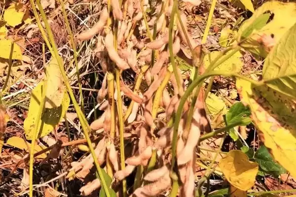 图片[3]-高抗大豆花叶病毒1号株系的吉育702大豆种子，表现如何？-会东网