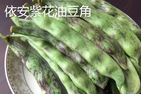 图片[2]-黑龙江省依安县的依安紫花油豆角、依安甜菜等特产，是如何培育出特色的？-会东网