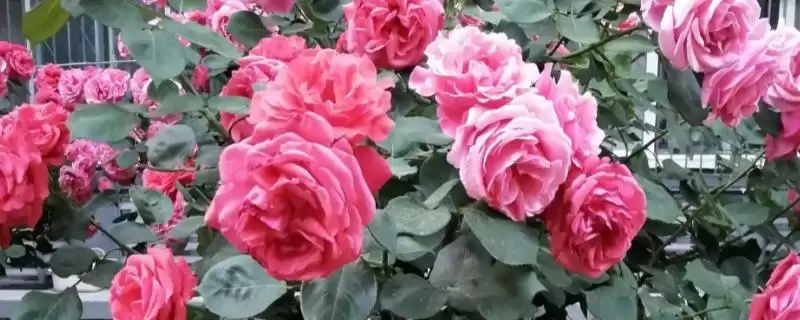 大花月季树的批发价格受地区、时间和季节影响，具体是如何影响的？如何选择合适时机购买？-会东网