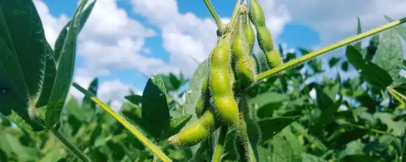 吉农82大豆种子,中等肥力地块13500株的种植密度合理吗?-会东网