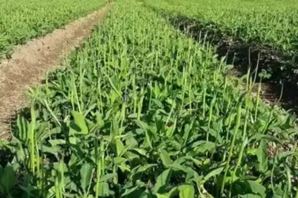 图片[2]-天南星科多年生草本植物半夏，还有哪些你不了解的？-会东网