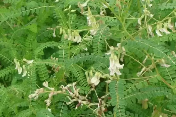图片[3]-黄芪每年6-8月开花，花期的养护要点有哪些？-会东网