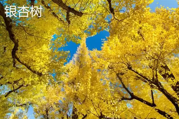 图片[6]-榕树、红树等常见树种为何根系发达？根系发达对它们的生存有何意义？-会东网