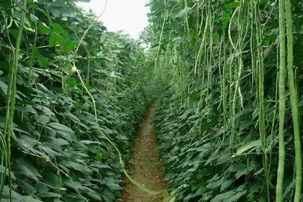 图片[4]-豇豆根腐病，实行轮作换茬能有效防治吗？还有哪些措施？-会东网