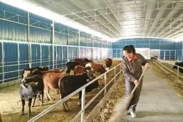图片[4]-断奶犊牛饲养时，保持适温并定期消毒对其健康成长有多大作用？还有哪些饲养要点？-会东网