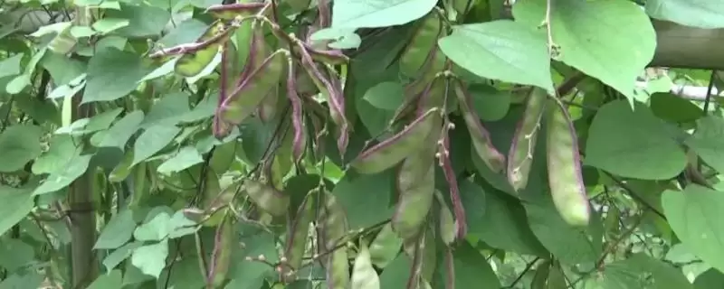 扁豆从种植到采收为何要2-3个月？期间经历了什么？-会东网