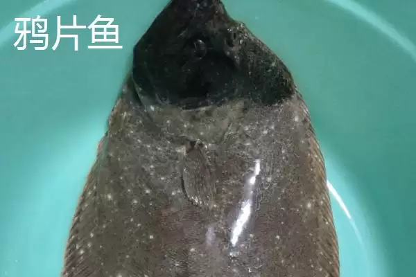 图片[3]-黄尾鲽鱼为何生长于加拿大深海海域？深海环境对其有何影响？-会东网