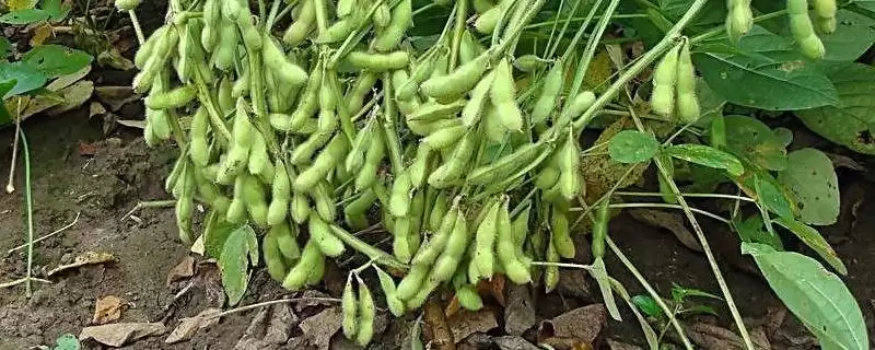 亚有限结荚习性的黑农65大豆品种，这种结荚习性对产量有何影响？-会东网