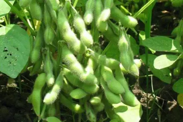 图片[4]-属中晚熟夏大豆品种的菏豆18号大豆种子，中晚熟特性对品质有何影响？-会东网