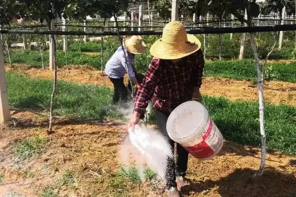 图片[4]-钙镁磷肥为何适合作基肥深施？它对土壤和作物有哪些长期影响？-会东网