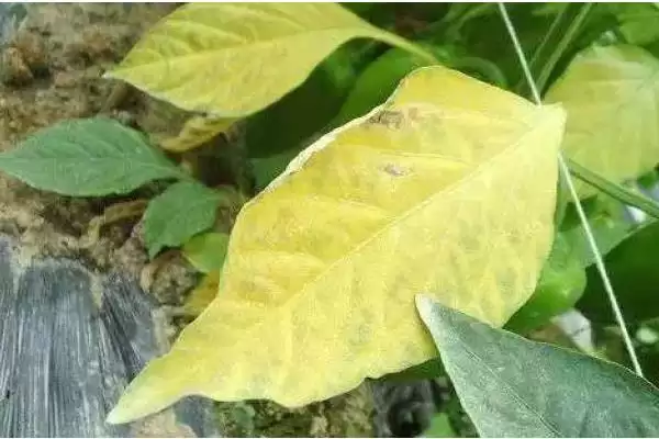 图片[4]-黄豆有机肥为何是中性或偏酸性肥料？对土壤有什么影响？-会东网
