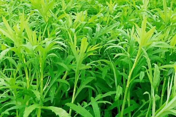 图片[10]-哪五种特种蔬菜食用和营养价值高还比较赚钱？-会东网